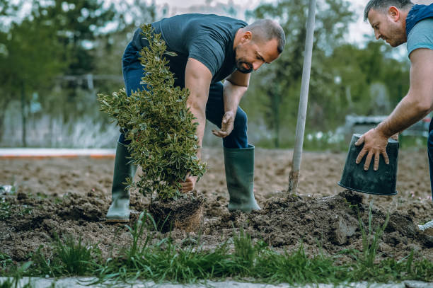 Trusted Tilden, NE Tree Services Experts