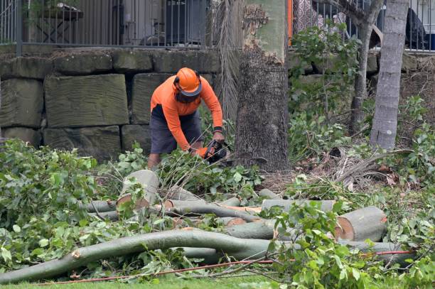 How Our Tree Care Process Works  in  Tilden, NE